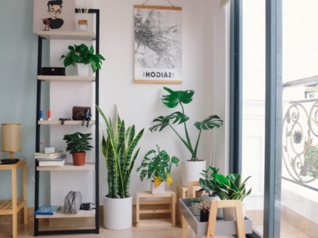 interieur sain avec decorations et plantes